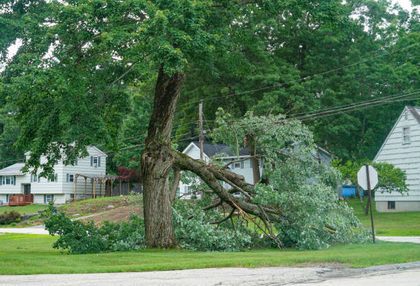 How Our Tree Care Process Works  in  Micco, FL