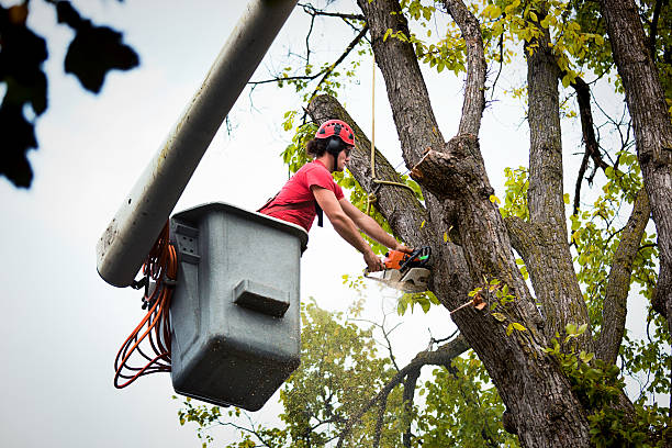 Best Tree Risk Assessment  in Micco, FL